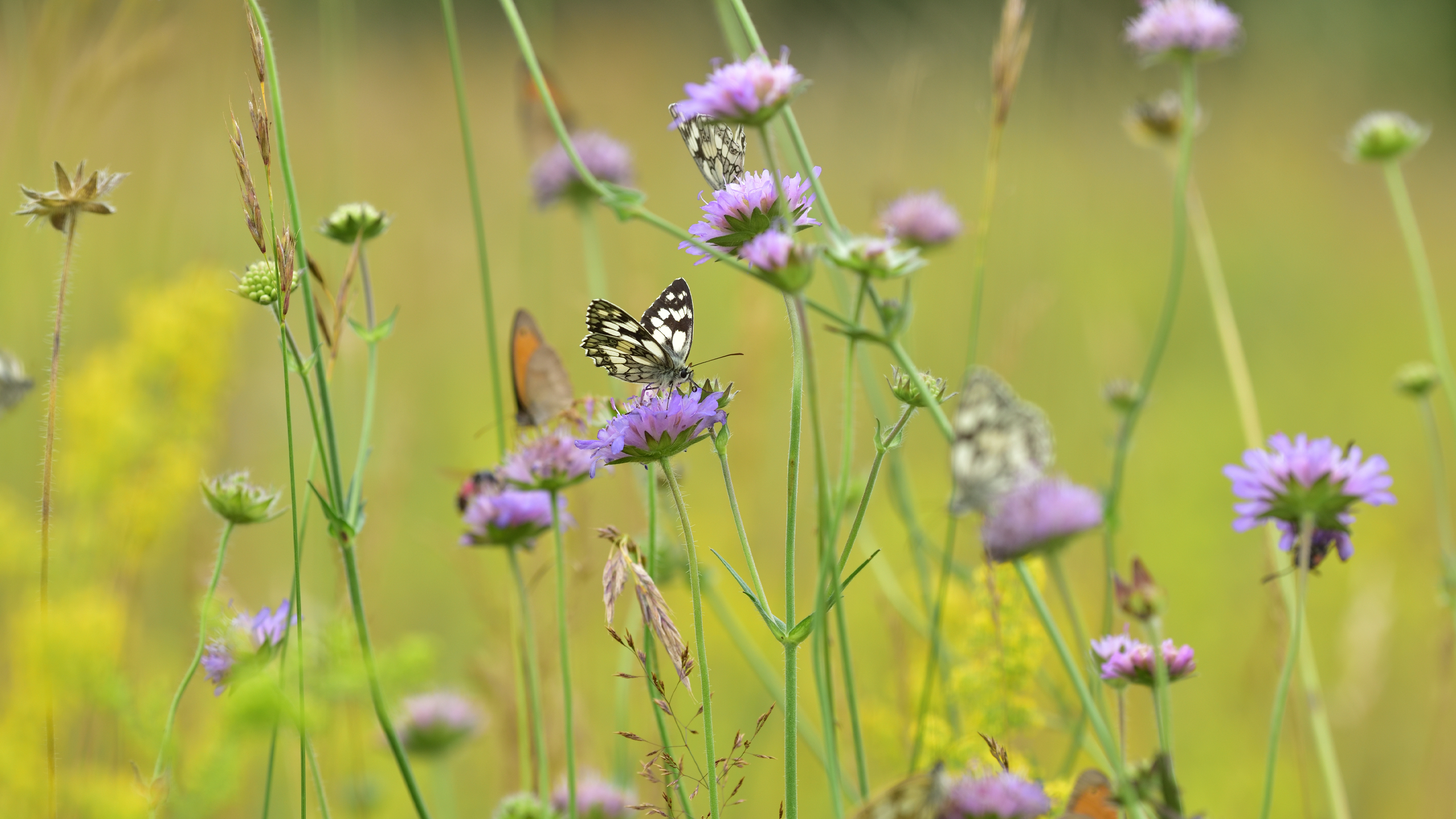 Java 面试之多线程与并发